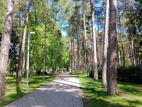 Sunlit Forest Path in Jurmala, Latvia Jurmala , Latvia Stock Photos
