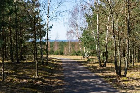 Sunlit forest path leading to horizon through mixed pine and birch woodland Stock Photos