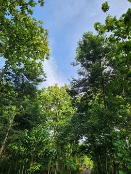 Sunlit forest path leading through vibrant trees. Stock Photos