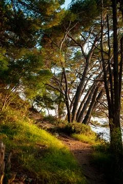 Sunlit Forest Path with Leaning Pines Stock Photos