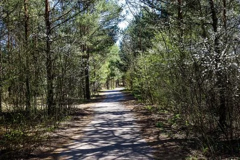 Sunlit forest path lined with blooming trees and tall pines on a clear day Stock Photos