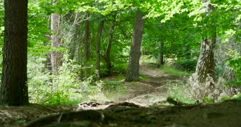 Sunlit Forest Path with Lush Green Trees and Natural Dirt Trail in Summer Stockbeeldmateriaal 330106804
