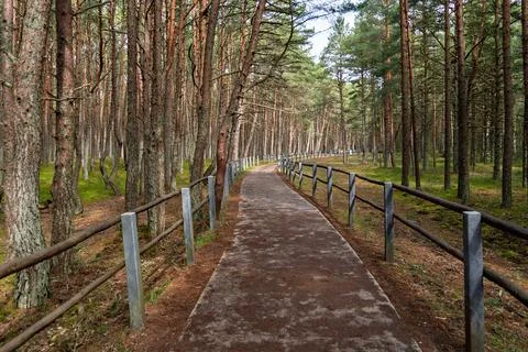 Sunlit forest path meanders through tall pine trees, wooden railings on both Stock-Fotos