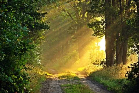 Sunlit Forest Path with Morning Rays Stock Photos