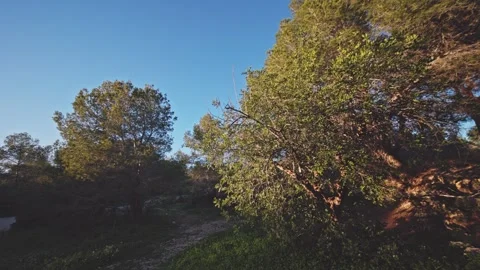 Sunlit Forest Path with Mountain View in Benidorm Stock Footage 329961671