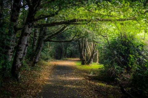 Sunlit forest path. Stock Photos