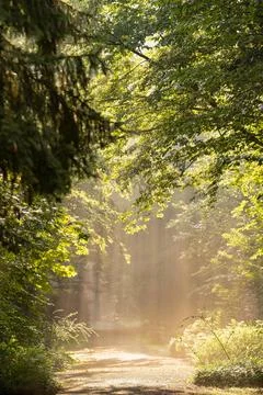 Sunlit Forest Path Stock Photos