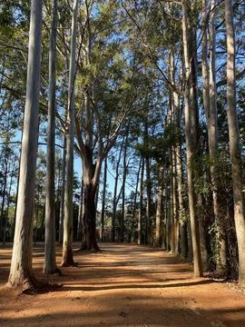 Sunlit Forest Path Stock Photos