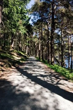Sunlit Forest Path Stock Photos