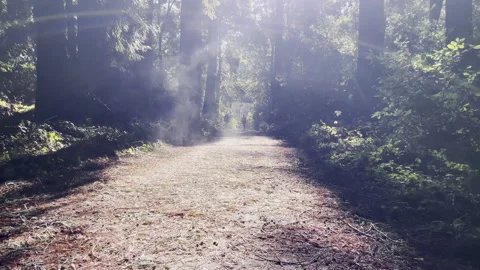Sunlit Forest Path With Rays Piercing Through Trees Stock Footage 317005957