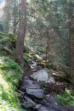 Sunlit Forest Path with a Rugged, Rocky Trail in the Mountains Stock Photos