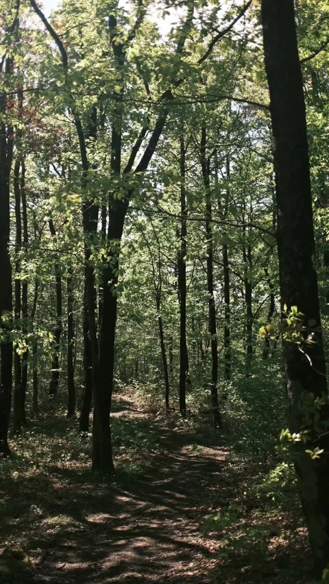 Sunlit forest path in spring with fresh green leaves and soft shadows. Calm Stock Footage 325738225