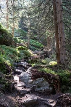 Sunlit Forest Path with Steep, Rocky Trail and Wooden Steps Stock Photos