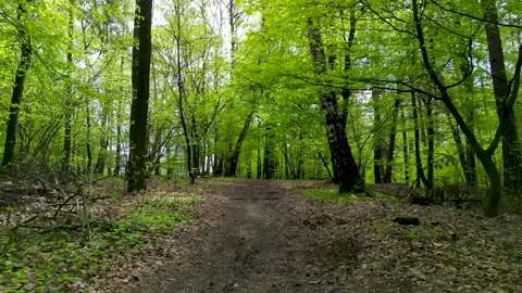 Sunlit forest path surrounded by lush spring green trees, creating a serene.. Stock Footage 307288251