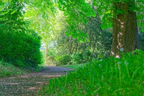 Sunlit forest path surrounded by lush green trees and vibrant foliage in spri Stock Photos