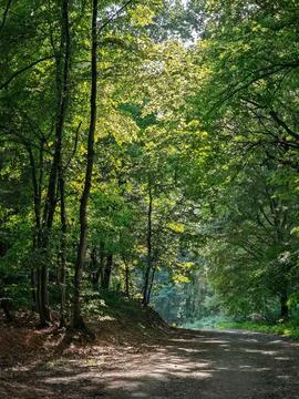 Sunlit forest path surrounded by tall green trees in summer woodland Stock Photos