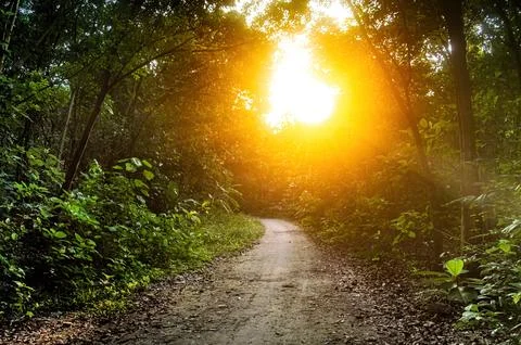 Sunlit forest path surrounded by tall trees and vibrant green foliage, cast.. 스톡 사진