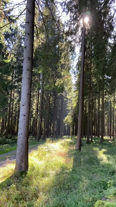 Sunlit Forest Path with Tall Trees in Vogtland, Saxony Stock Footage 311279161
