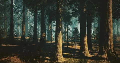 Sunlit forest path with tall trees creating a serene atmosphere Stock Illustration
