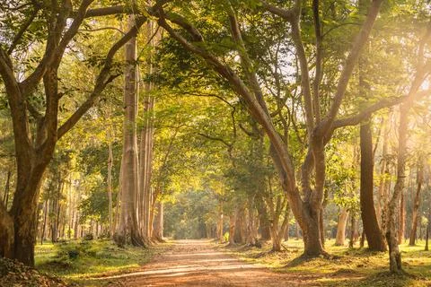 Sunlit forest path with tall trees and warm soft golden hour light, creatin.. Stock-Fotos