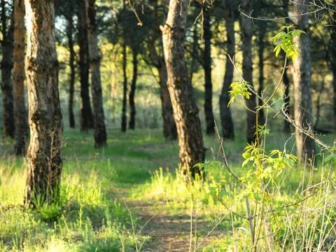 A sunlit forest path with tall trees and green foliage in a natural forest .. Photos