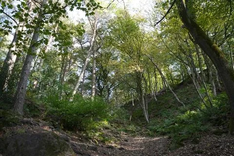 Sunlit Forest Path Through Dense Woodland At Black Rocks, Cromford, Derbyshire Stock Photos