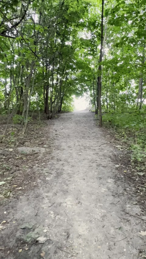 Sunlit Forest Path Through Green Trees Stock Footage 340912541