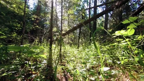 Sunlit Forest Path Through Lush Green Undergrowth and Tall Trees Video stock 295748225
