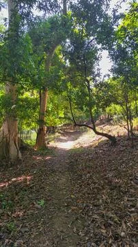 Sunlit forest path through lush trees in Chinnar Wildlife Sanctuary, Idukki.. Stock Photos