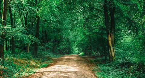 Sunlit Forest Path Through Lush Green Woodland Fotos Stock