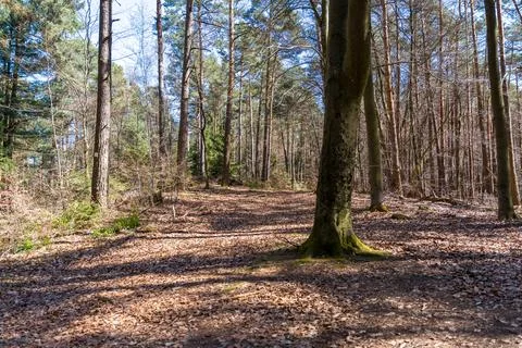 Sunlit Forest Path Through Quiet Woodland With Tall Pine and Beech Trees Stock Photos