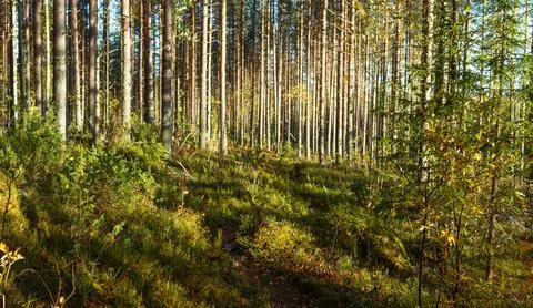 Sunlit Forest Path Through Tall Pine Trees with Dense Green Undergrowth in .. 스톡 사진