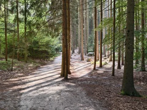 Sunlit forest path through tall pine trees with dappled shadows creates ser.. Stock Photos