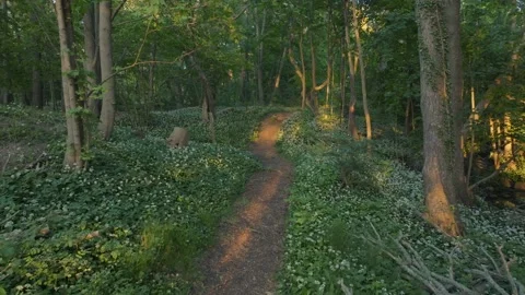 Sunlit Forest Path Through Wild Garlic Lummelunda Gotland Stock Footage 331086348