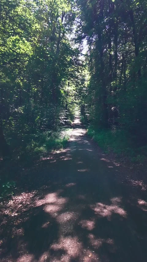 Sunlit forest path through woodland Stock Footage 341863707