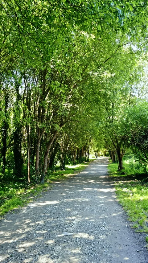 Sunlit Forest Path tranquil and peaceful Stock Footage 277108252