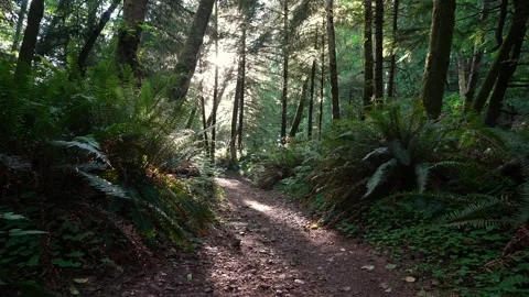 Sunlit Forest Path Trees and Ferns Stock Footage 341367369