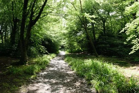 Sunlit forest path with trees Stock Photos