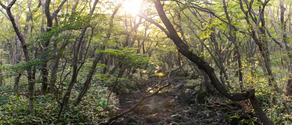 Sunlit Forest Path with Twisting Trees and Dense Greenery in Lush Natural L.. Stock Photos