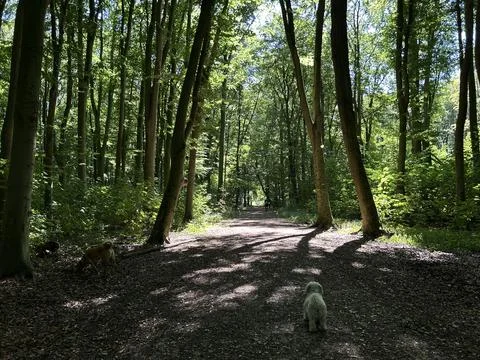 Sunlit forest path with two dogs and distant walker under tall beech trees Stock Photos