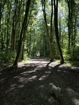 Sunlit forest path with two dogs and distant walker among tall trees, dappled Stock Photos