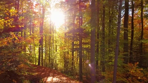 Sunlit forest path with vibrant autumn foliage Stock Footage 325316369