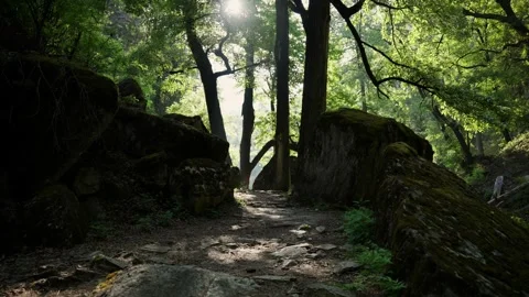 Sunlit forest path weaves between moss covered boulders and tree trunks Stock Footage 343155751