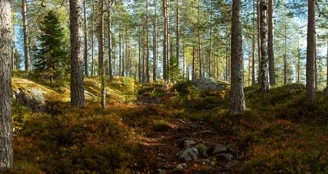 Sunlit forest path winding through dense pine and birch trees with autumn f.. Stock Photos