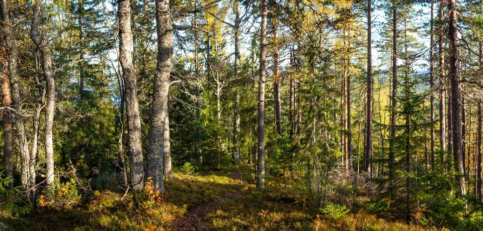Sunlit Forest Path Winding Through Tall Pine and Birch Trees with Lush Unde.. Foto stock