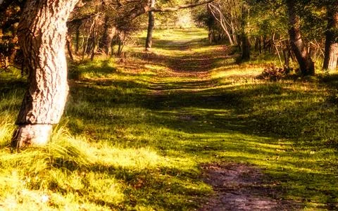 Sunlit forest path winding through lush green trees and grass in tranquil n.. Stock Photos
