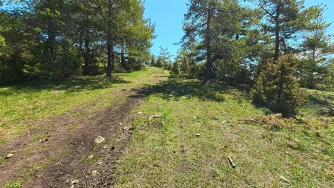 Sunlit forest path winds through tall pines. Balkan, Eastern Europe, POV Video stock 333440404