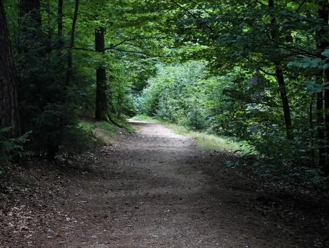 Sunlit forest path winds through lush green canopy as tall trees frame tranquil Stock Photos
