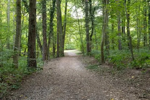 Sunlit forest path winds through tall green trees Stock Photos