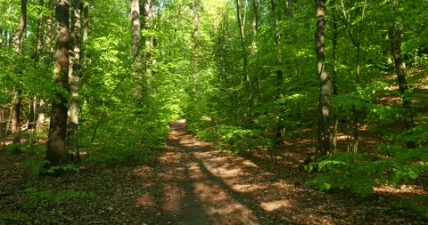 Sunlit Forest Path in Wkrzańska Forest Szczecin Poland Stock Footage 334331018